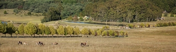 DUNKELD COUNTRY ESTATE