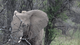 SAMBANE BUSH LODGE