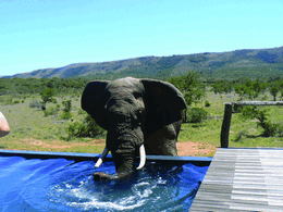 PUMBA PRIVATE GAME RESERVE