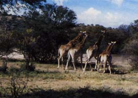 WILLEM PRETORIUS GAME RESERVE